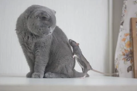 Mouse, cute gray rat rises on the gray cat. friendship pets Stock Photos