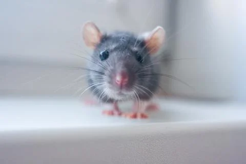 Mouse, the cute rat is looking forward Stock Photos