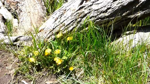 Mouse Dashes Quickly Under Woodland Flowers Vídeos de archivo 39386336