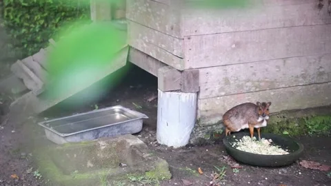 A Mouse deer Stock Footage 229822100