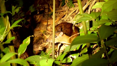 Mouse deer Video stock 242520704