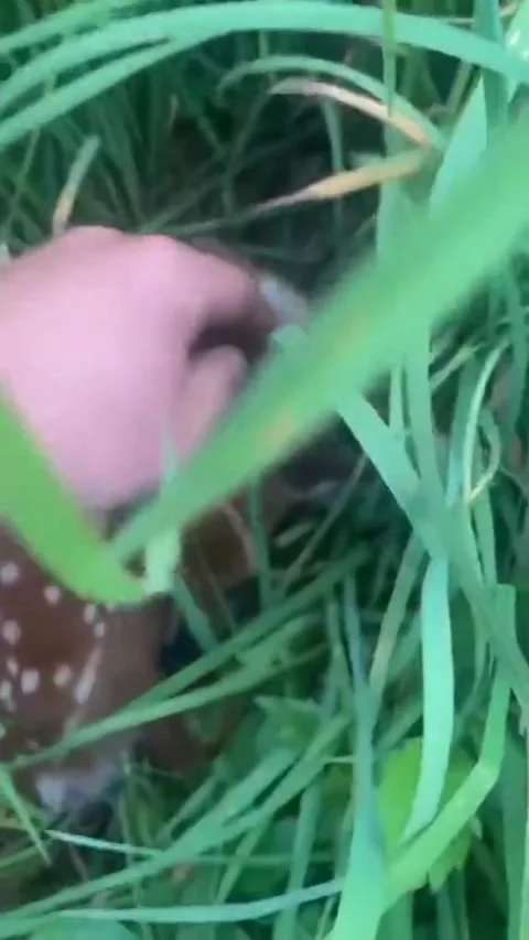 Mouse deer hunting in the forest Video stock 239431295