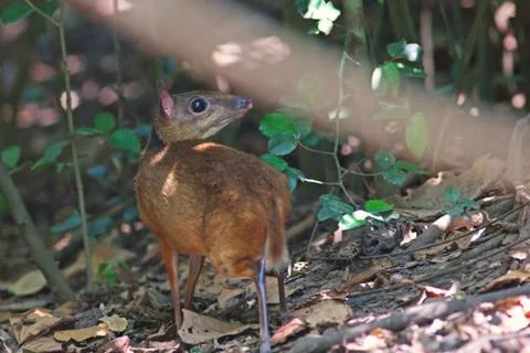 Mouse deer in nature Stock Photos