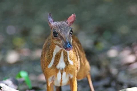 Mouse deer in nature Stock Photos