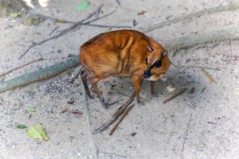 Mouse Deer Stock Photos