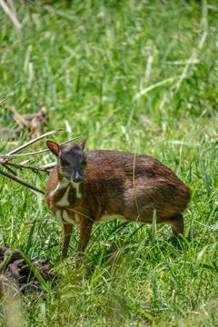 Mouse Deer Stock Photos