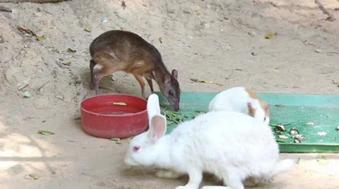 Mouse-deer with a rabbit and guinea pig eat food Video stock 33198242