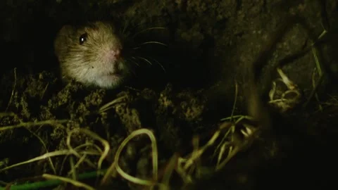 Mouse digging in its underground burrow Stock Footage 309518243