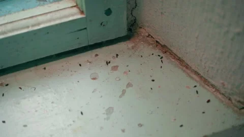 Mouse droppings on the windowsill in an old house, close-up Stock Footage 236710210