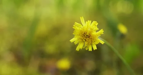 Mouse-ear hawkweed flower. Stock Footage 279499576