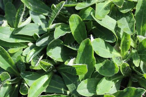 Mouse ear hawkweed Stock Photos