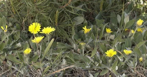 Mouse-ear hawkweed plants. Stock Footage 276963543