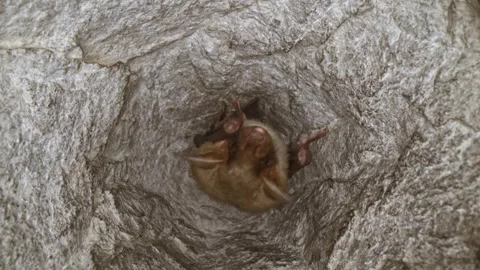 Mouse-eared bat in group cleaning membrane by licking woke after hibernation Stock Footage 321556061