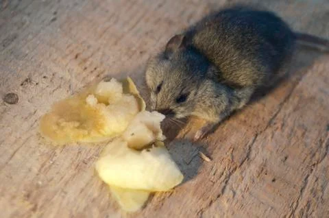 Mouse eat apple Foto stock