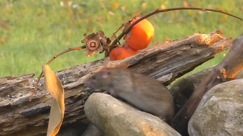 Mouse eat the seeds in slowmotion Stock Footage 71641059