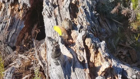 Mouse Eating A Banana On A Log Stock Footage 193063320