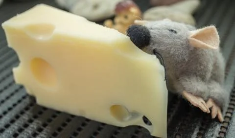 Mouse eating cheese Stock Photos