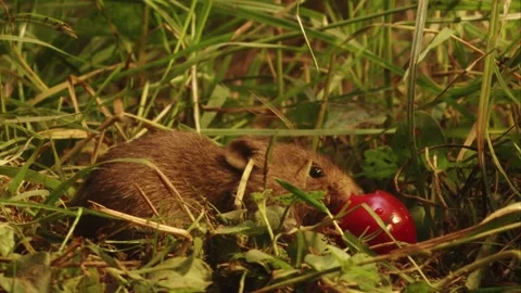 Mouse eating a cherry (close-up) Stock Footage 304664454