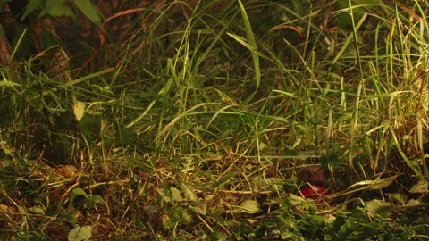 Mouse eating a cherry Stock Footage 304664466