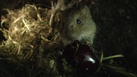 Mouse eating a cherry inside underground burrow Stock Footage 309518079