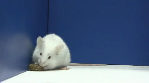 Mouse eating Stock Footage 326332