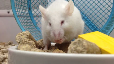 Mouse eating Video stock 33580808