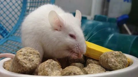 Mouse eating Stock Footage 33580814