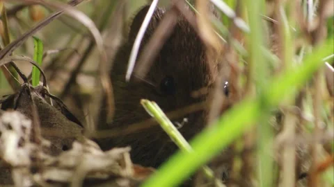 Mouse eating in the grass (close-up) Stock Footage 304664431