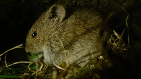 Mouse eating grass in its underground burrow Stock Footage 309518241