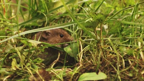 Mouse eating in the grass in summer Stock Footage 304664441