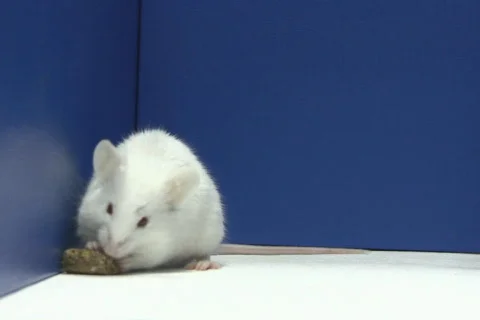 Mouse eating NTSC 스톡 동영상 324947