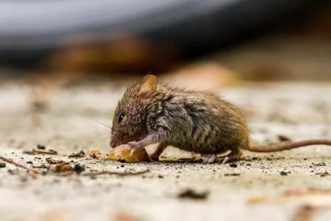 Mouse eating a nut 写真素材
