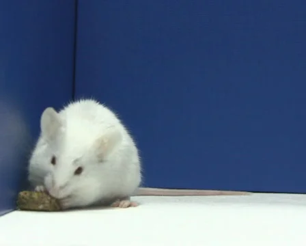 Mouse eating PAL 스톡 동영상 325857