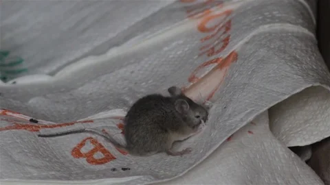 Mouse eats a bag Vidéo 81237219