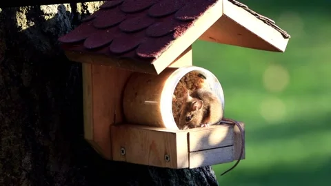 Mouse eats bird seed in the evening sun Stock Footage 203390289