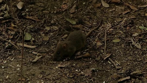 The mouse eats grains in the wild Stock Footage 80558441