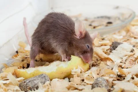 Mouse eats peace of apple Stock Photos