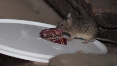 Mouse eats sausage Stock Footage 81065335