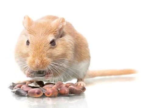 Mouse eats seeds Stock Photos