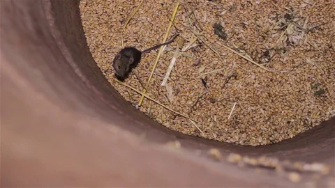 Mouse eats the wheat Video stock 82396676