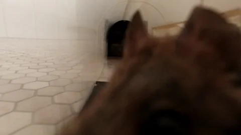 A Mouse Engaging in Playful Activities in the Bathroom - Static Shot Stock Footage 252633958