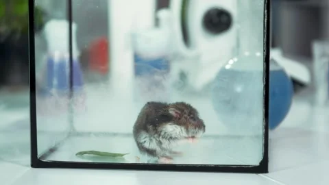 Mouse exploring glass container with smoke in laboratory setting Stock Footage 340985545