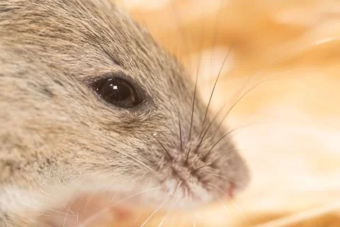 Mouse eyes. close Stock Photos