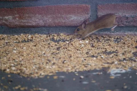 A mouse feasts on seeds fallen from a bird feeder Foto stock