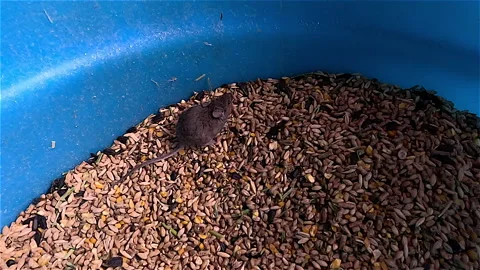 Mouse in Feed Bin  P5 2022 Stock Footage 227881070