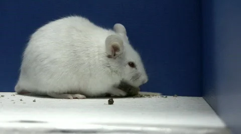 Mouse feeding Stock-Footage 325574