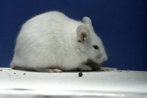 Mouse feeding NTSC Stock Footage 325004