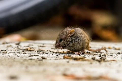 Mouse finding food 写真素材
