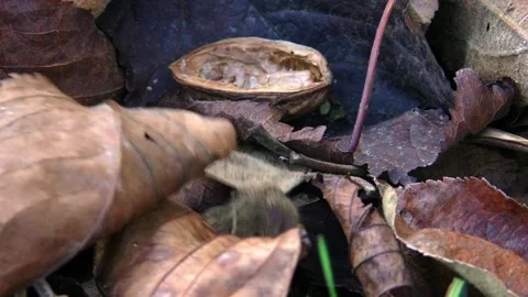 Mouse finds walnut between autumn leaves Stock Footage 300251396