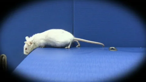 Mouse on folders 스톡 동영상 326361